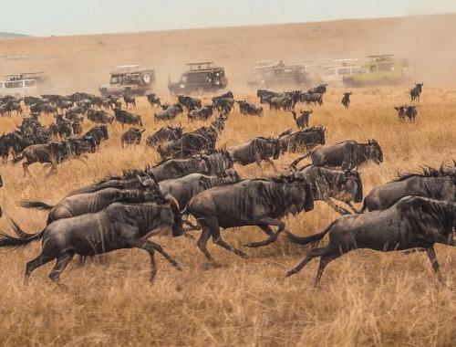 8 Days Spectacular Migration Serengeti